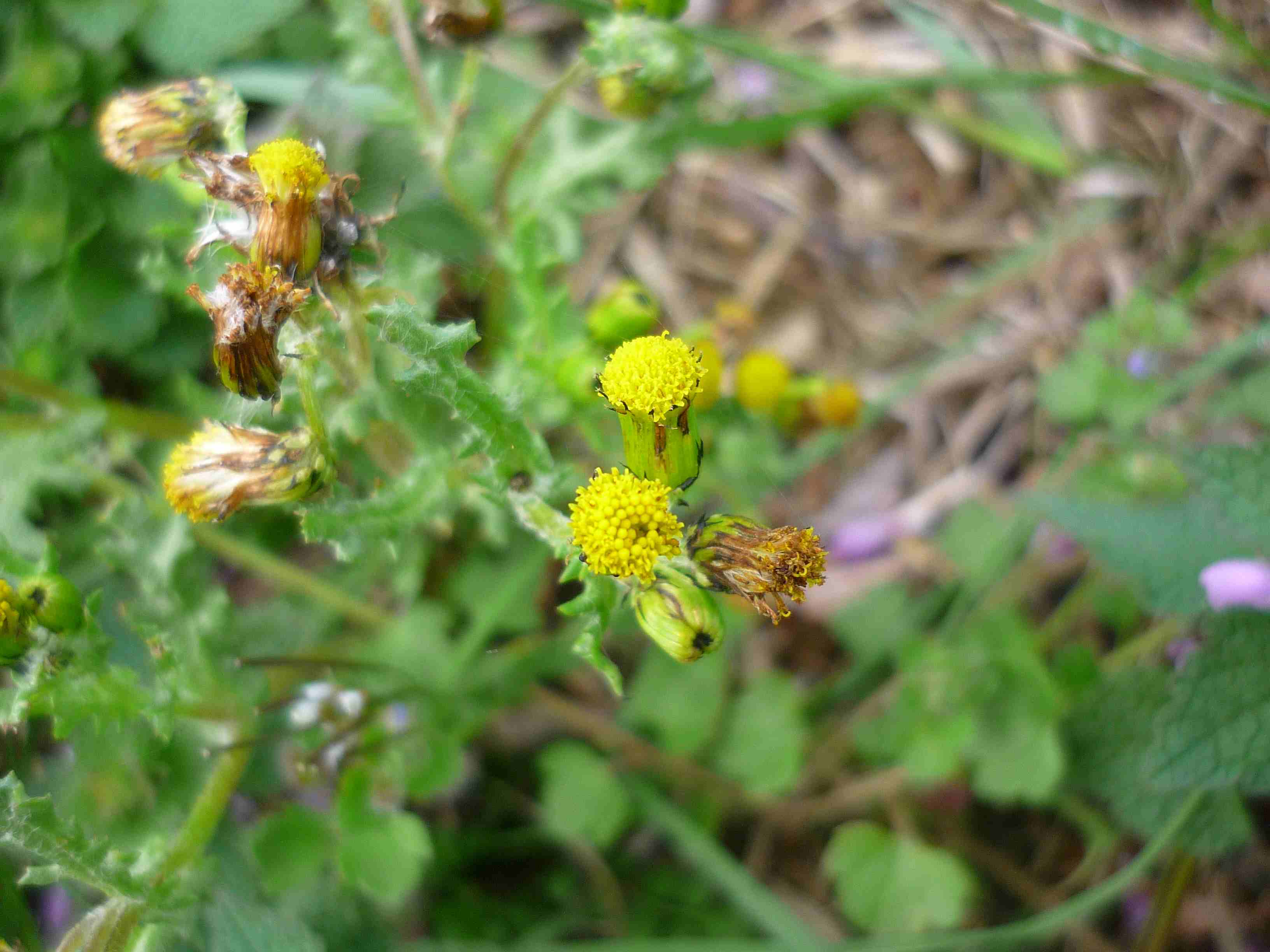 Senecio vulgaris